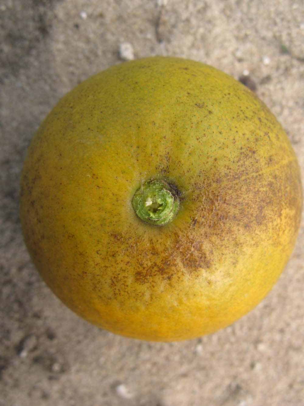            Fruit (Winter Haven, FL)   